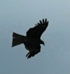 Milvus migrans lineatus