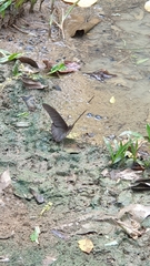 Papilio memnon