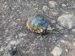 Terrapene carolina yucatana