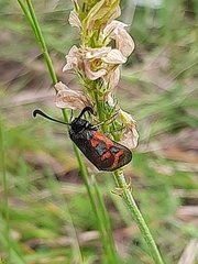 Zygaena oxytropis