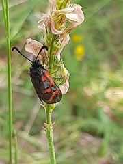 Zygaena oxytropis