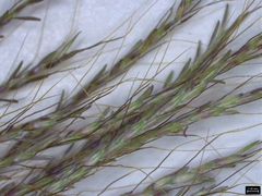 Dichanthium annulatum annulatum