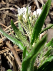 Crucihimalaya bursifolia