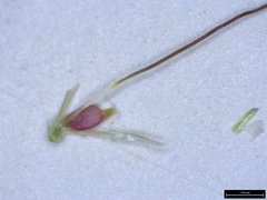 Dichanthium annulatum annulatum