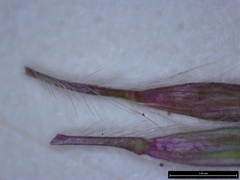 Dichanthium annulatum annulatum