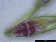 Dichanthium annulatum annulatum