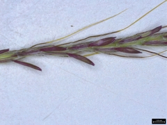 Dichanthium annulatum annulatum