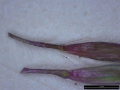 Dichanthium annulatum annulatum