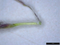 Dichanthium annulatum annulatum