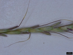 Dichanthium annulatum annulatum