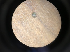 Potamogeton diversifolius