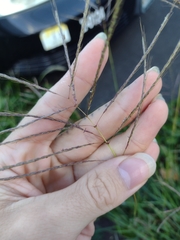 Dichanthium annulatum annulatum