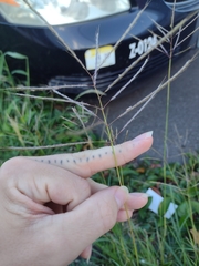 Dichanthium annulatum annulatum