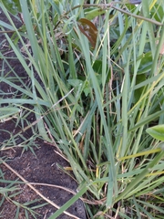 Dichanthium annulatum annulatum