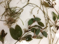 Potamogeton diversifolius