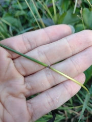 Dichanthium annulatum annulatum