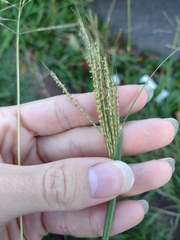 Dichanthium annulatum annulatum