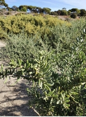 Nitraria billardierei