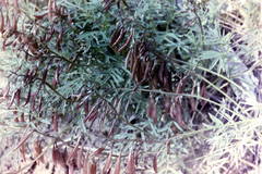 Astragalus australis