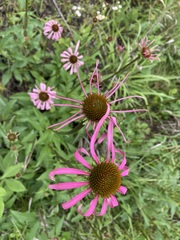Echinacea laevigata