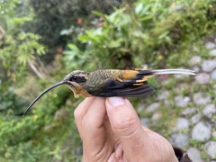 Phaethornis syrmatophorus
