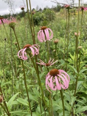 Echinacea laevigata