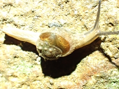 Fastosarion papillosus