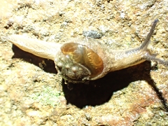 Fastosarion papillosus