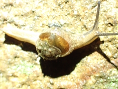 Fastosarion papillosus