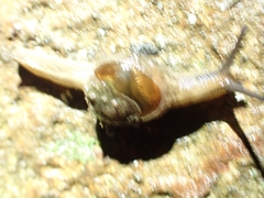 Fastosarion papillosus