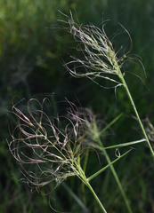 Eriachne stipacea