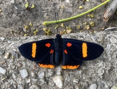 Melanis electron