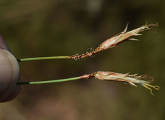 Fimbristylis squarrulosa