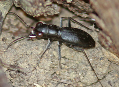 Dromochorus belfragei