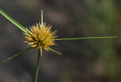 Rhynchospora heterochaeta