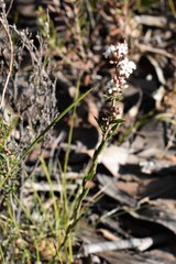 Leucopogon glacialis
