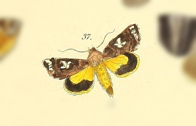 Argyrosticta ditissima