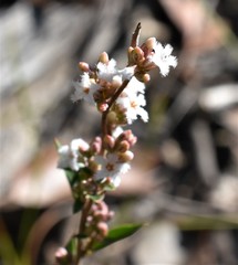Leucopogon glacialis