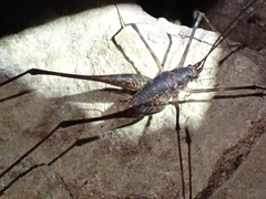 Australotettix