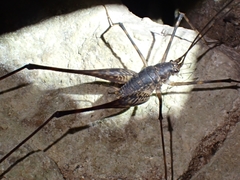 Australotettix