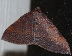 Larentia apotoma