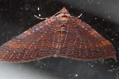 Larentia apotoma
