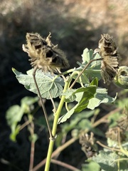 Abutilon grandiflorum