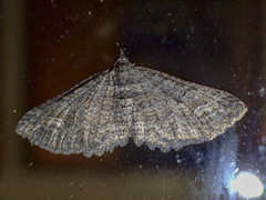 Eucymatoge scotodes