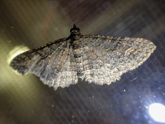 Eucymatoge scotodes