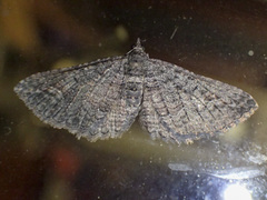 Eucymatoge scotodes