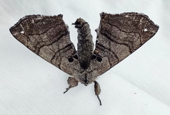 Apatelodes turrialba