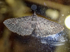 Eucymatoge scotodes