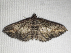 Eucymatoge scotodes