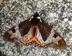 Dysschema panamensis